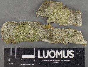  ( - H9235188)  @11 [ ] by-nc (2023) Erkka Laine Luomus