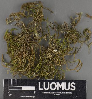  (Bacidia rubella - H9235190)  @11 [ ] by-nc (2023) Erkka Laine Luomus