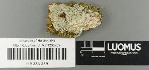  (Tremella pertusariae - H9235239)  @11 [ ] by-nc (2022) Erkka Laine University of Oulu