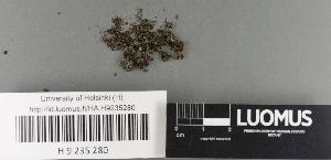  (Catillaria lenticularis s.l - H9235280)  @11 [ ] by-nc (2022) Erkka Laine University of Oulu