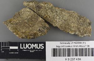  (Thelidium olivaceonitens - H9237438)  @11 [ ] by-nc (2023) Erkka Laine Luomus