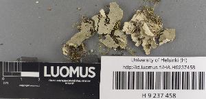  ( - H9237458)  @11 [ ] by-nc (2023) Erkka Laine Luomus