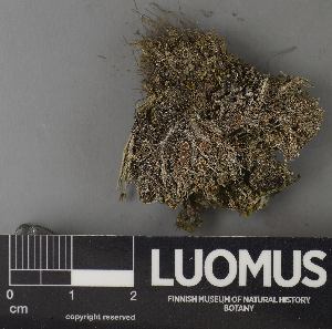  ( - H9237502)  @11 [ ] by-nc (2023) Erkka Laine Luomus