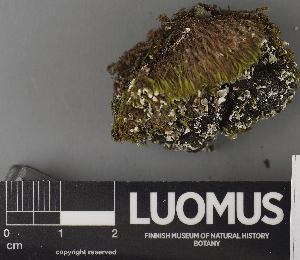  ( - H9237503)  @11 [ ] by-nc (2023) Erkka Laine Luomus