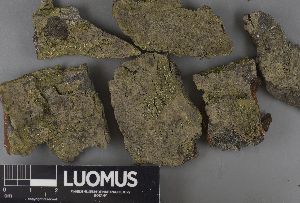  ( - H9237570)  @11 [ ] by-nc (2023) Erkka Laine Luomus