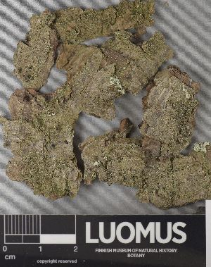  ( - H9237582)  @11 [ ] by-nc (2023) Erkka Laine Luomus
