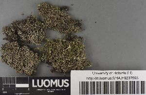  ( - H9237593)  @11 [ ] by-nc (2023) Erkka Laine Luomus