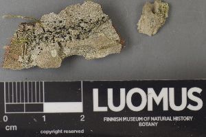  (Toniniopsis dissimilis - H9237620)  @11 [ ] by-nc (2023) Erkka Laine Luomus