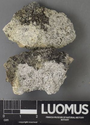  ( - H9237645)  @11 [ ] by-nc (2023) Erkka Laine Luomus