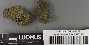 (Rinodina orculata - H9237653)  @11 [ ] by-nc (2023) Erkka Laine Luomus