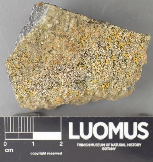  ( - H9237788)  @11 [ ] by-nc (2023) Erkka Laine Luomus