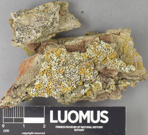  ( - H9237818)  @11 [ ] by-nc (2023) Erkka Laine Luomus
