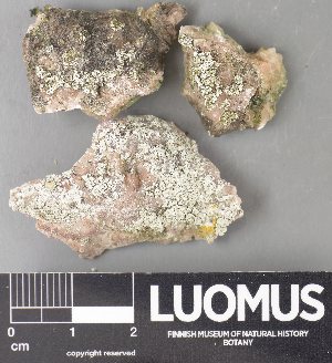  ( - H9237821)  @11 [ ] by-nc (2023) Erkka Laine Luomus