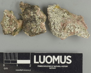  ( - H9237821.1)  @11 [ ] by-nc (2024) Erkka Laine Luomus