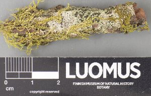  (Lecidea albofuscescens - H9237828)  @11 [ ] by-nc (2023) Erkka Laine Luomus