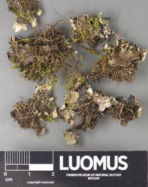  ( - H9237848)  @11 [ ] by-nc (2023) Erkka Laine Luomus