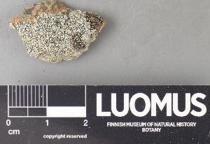  ( - H9237851)  @11 [ ] by-nc (2023) Erkka Laine Luomus
