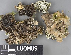  ( - H9237863)  @11 [ ] by-nc (2023) Erkka Laine Luomus