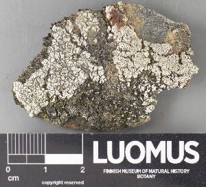  ( - H9237864)  @11 [ ] by-nc (2023) Erkka Laine Luomus