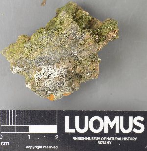  ( - H9237894)  @11 [ ] by-nc (2023) Erkka Laine Luomus