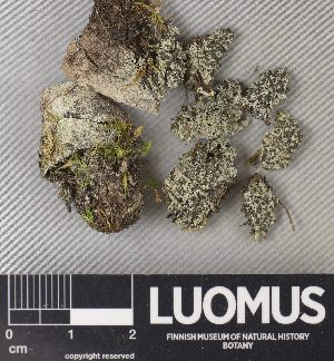  ( - H9237912)  @11 [ ] by-nc (2023) Erkka Laine Luomus