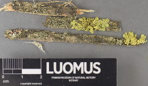  ( - H9237931)  @11 [ ] by-nc (2023) Erkka Laine Luomus