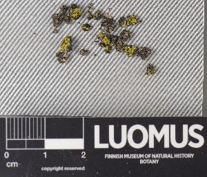  ( - H9237938)  @11 [ ] by-nc (2023) Erkka Laine Luomus