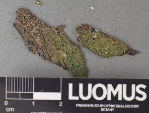  ( - H9237994)  @11 [ ] by-nc (2023) Erkka Laine Luomus