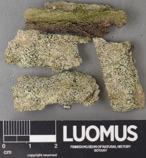  ( - H9238006)  @11 [ ] by-nc (2023) Erkka Laine Luomus