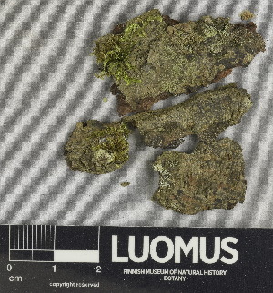  ( - H9238009.1)  @11 [ ] by-nc (2024) Erkka Laine Luomus