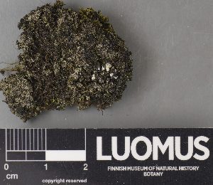 ( - H9238055)  @11 [ ] by-nc (2023) Erkka Laine Luomus
