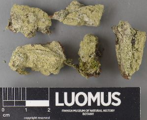  ( - H9238058)  @11 [ ] by-nc (2023) Erkka Laine Luomus