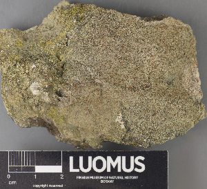  (Rufoplaca - H9238095)  @11 [ ] by-nc (2023) Erkka Laine Luomus