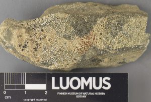  ( - H9238118)  @11 [ ] by-nc (2023) Erkka Laine Luomus