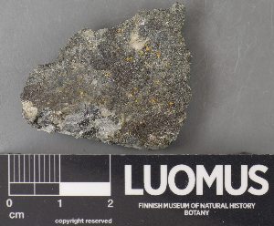  (Calogaya bryochrysion - H9238142)  @11 [ ] by-nc (2023) Erkka Laine Luomus