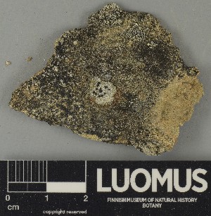  ( - H9243295.1)  @11 [ ] by-nc (2025) Erkka Laine Luomus