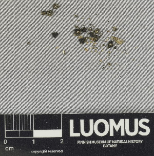  ( - H9247527)  @11 [ ] by-nc (2024) Erkka Laine Luomus