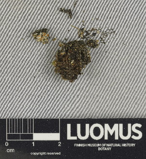  ( - H9247540)  @11 [ ] by-nc (2024) Erkka Laine Luomus