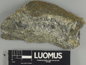  ( - H9247546)  @11 [ ] by-nc (2024) Erkka Laine Luomus