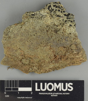  ( - H9247549)  @11 [ ] by-nc (2024) Erkka Laine Luomus