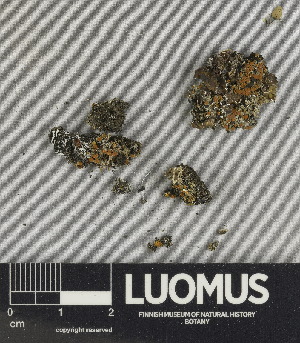  ( - H9247559)  @11 [ ] by-nc (2024) Erkka Laine Luomus