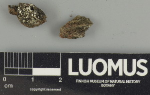  ( - H9247573)  @11 [ ] by-nc (2024) Erkka Laine Luomus