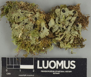  ( - H9247574)  @11 [ ] by-nc (2024) Erkka Laine Luomus