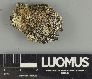  ( - H9247580)  @11 [ ] by-nc (2024) Erkka Laine Luomus