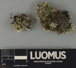  ( - H9250296)  @11 [ ] by-nc (2025) Erkka Laine Luomus