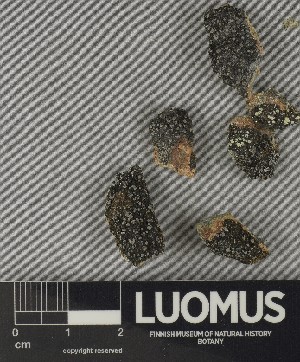  ( - H9250299)  @11 [ ] by-nc (2025) Erkka Laine Luomus