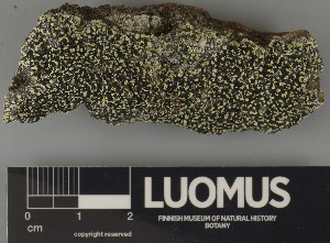  ( - H9250323)  @11 [ ] by-nc (2025) Erkka Laine Luomus