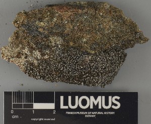  ( - H9250334)  @11 [ ] by-nc (2025) Erkka Laine Luomus