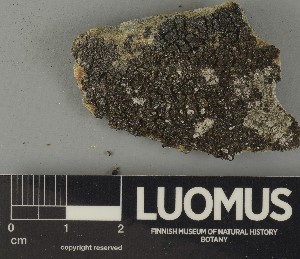  ( - H9250349)  @11 [ ] by-nc (2025) Erkka Laine Luomus