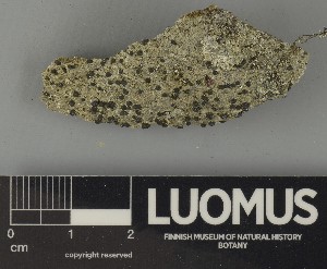  ( - H9250364)  @11 [ ] by-nc (2025) Erkka Laine Luomus